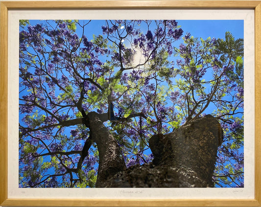 Primavera al sol